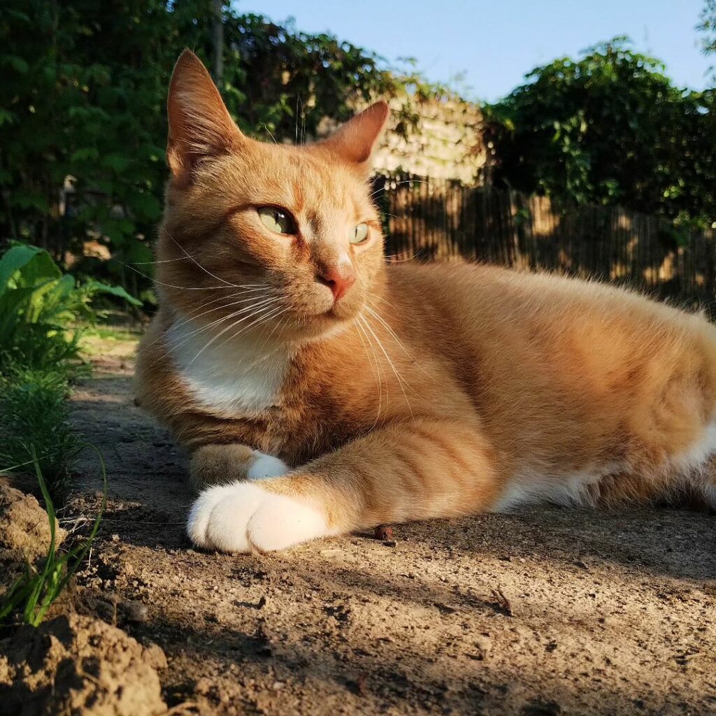 Hello world